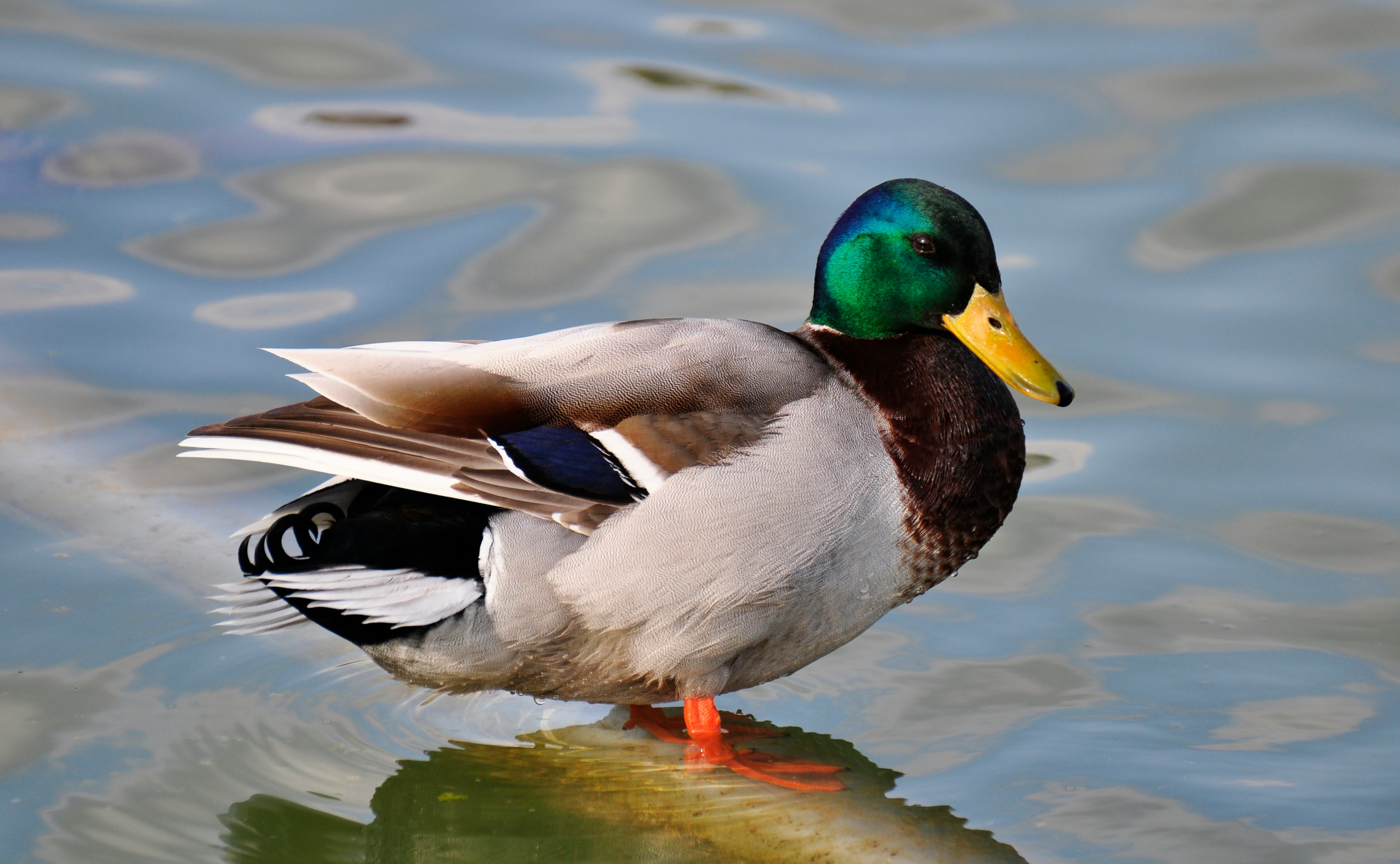 THE SECRET LIFE OF DUCKS